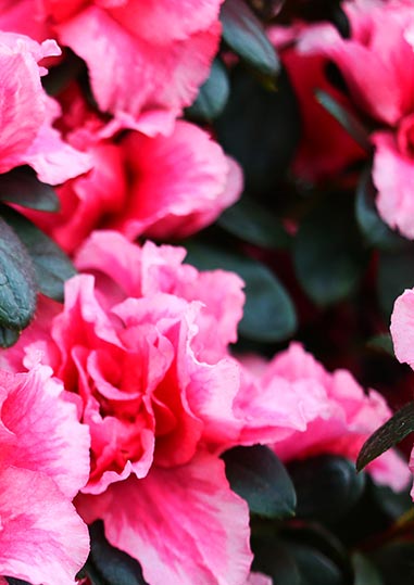 Composition de bouquets de fleurs à Ramonville