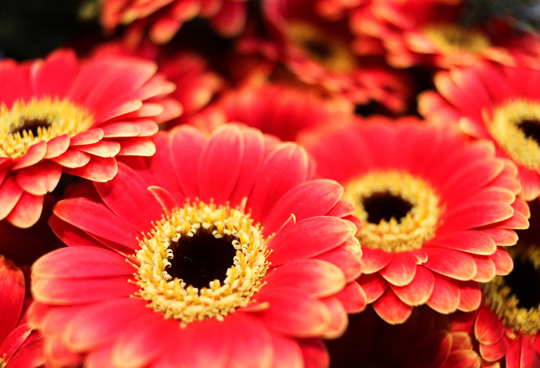 Les photos de Rouge Pivoine, fleuriste à Ramonville