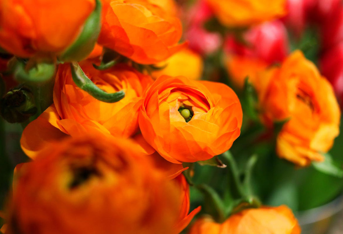 Les photos de Rouge Pivoine, fleuriste à Ramonville