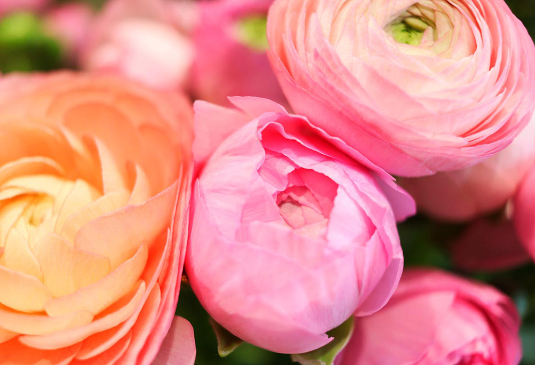 Les photos de Rouge Pivoine, fleuriste à Ramonville