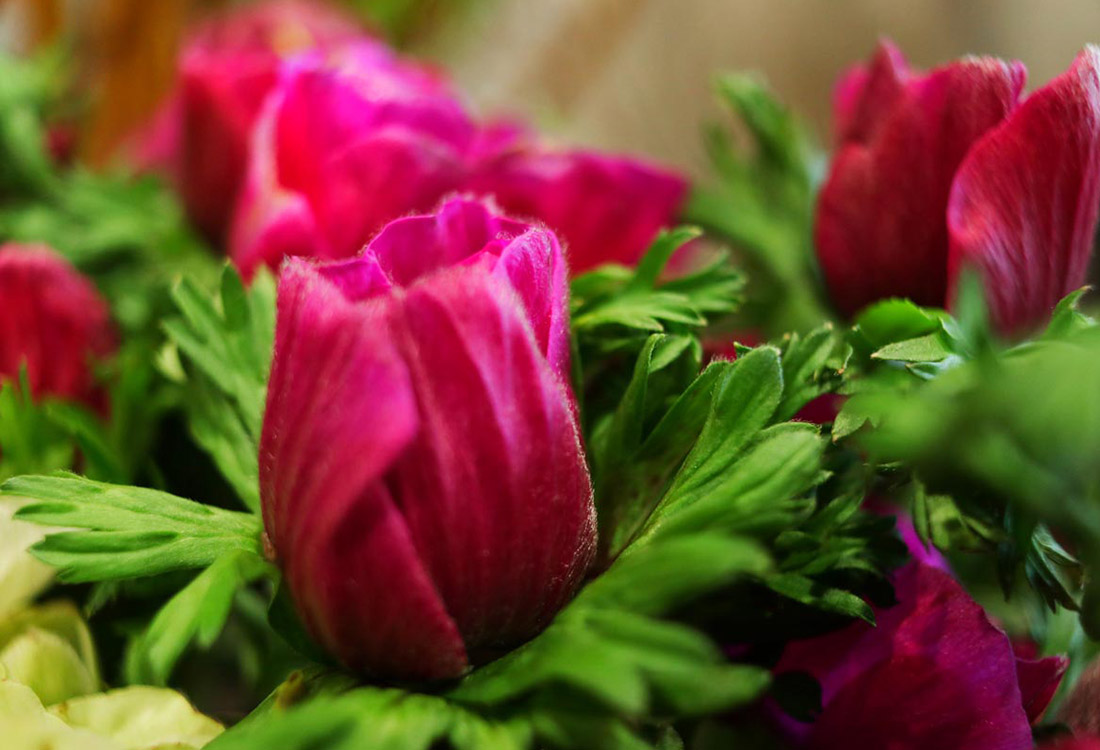 Les photos de Rouge Pivoine, fleuriste à Ramonville