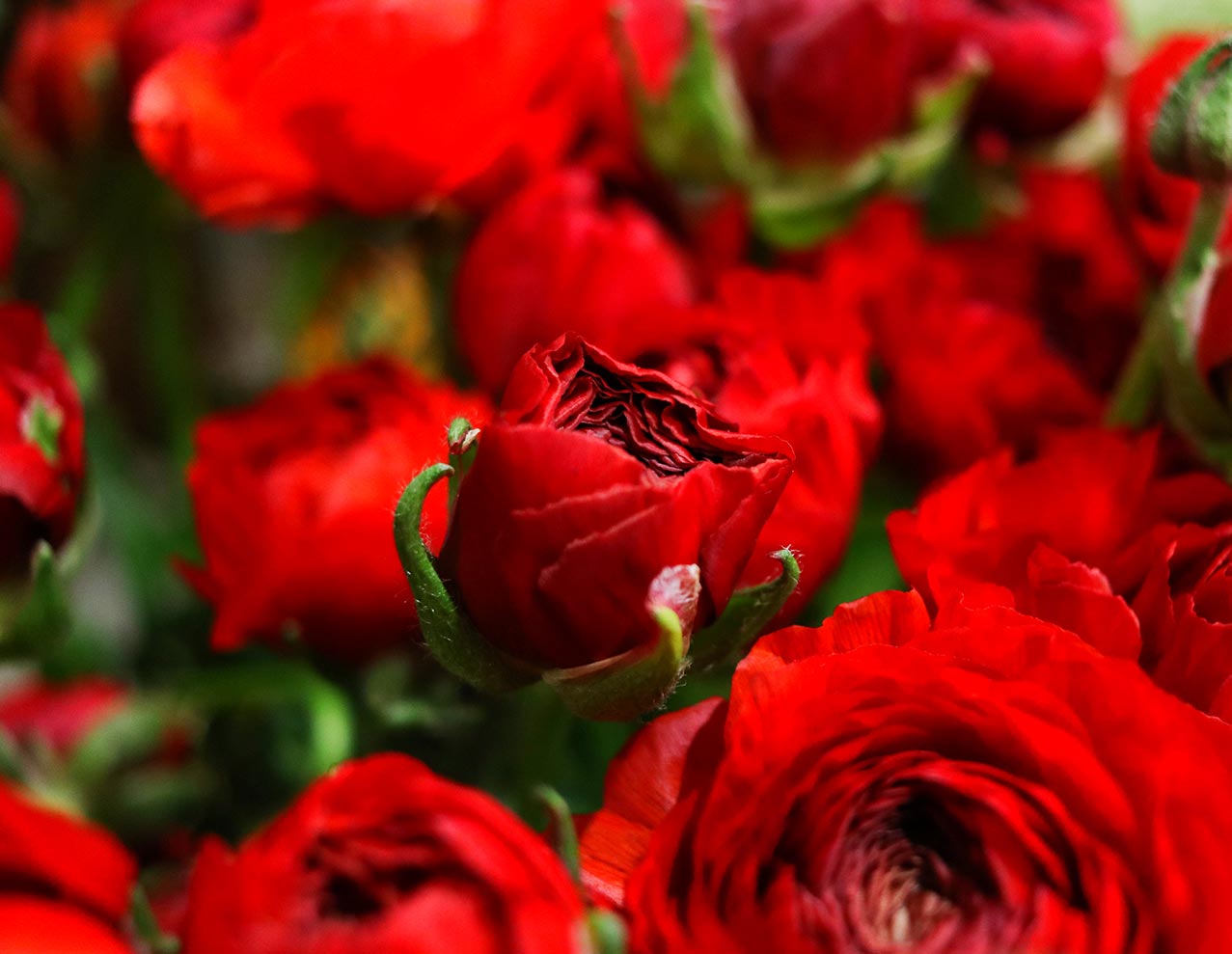 Rouge Pivoine, votre fleuriste à Ramonville Saint Agne / Castanet